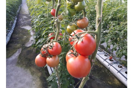 گوجه گلخانه ای - 5