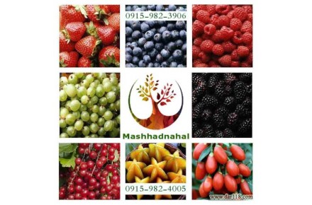 فروش ارقام مختلف نهال میوه و انگور - 1