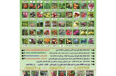 فروش ارقام مختلف نهال میوه و انگور - 2