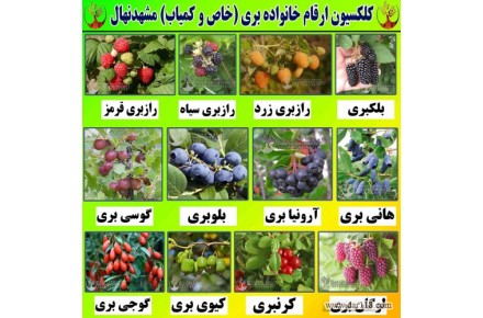 فروش ارقام مختلف نهال میوه و انگور - 3