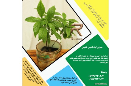 فروش ویژه گل و گیاه آپارتمانی - 1
