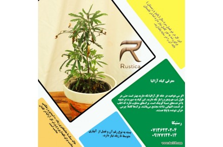 فروش ویژه گل و گیاه آپارتمانی - 3