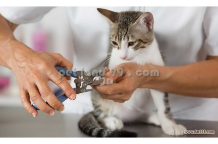 جذب هنرجوی آرایش حیوانات خانگی - 2