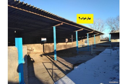 فروش گاوداری فعال و مجهز نیمه صنعتی در  قزوین - 3