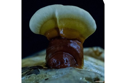 قارچ پرورشی گانودرما و زیگیل تناسلی - تصویر شماره 3