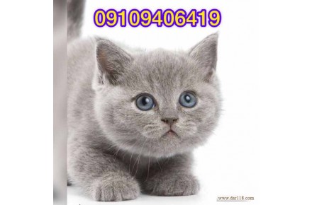 خریدوفروش انواع نژاد گربه - 1