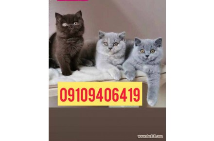 خریدوفروش انواع نژاد گربه - 2