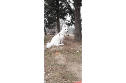 فروش سگ نژاد المانی - 1