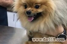 کلینیک حیوانات خانگی (دامپزشکی) و پت شاپ اکسینپت