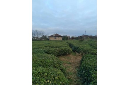 فروش ویلا باغ چای ۷۰۰۰متری - 2