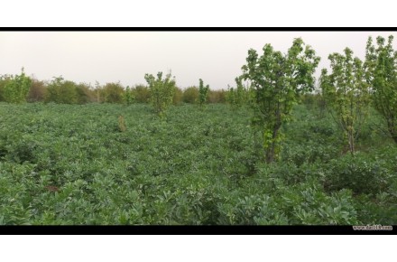 باغ و مجوز مرغداری  - 3