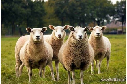 تامین دام از روسیه و ارمنستان برای صادرات به کشور مد نظر شما - 2