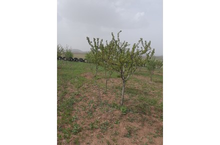 فروش باغ گردو در روستای میانچال نارمک - 1