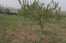 فروش باغ گردو در روستای میانچال نارمک