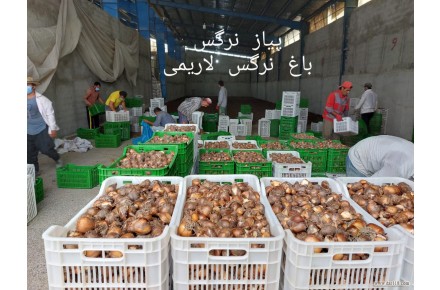 فروش پیاز گل نرگس - 2