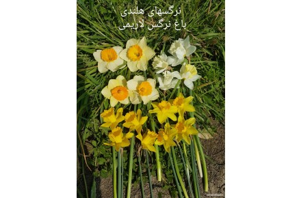 فروش پیاز گل نرگس - 3