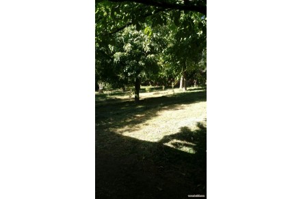 باغ مشجر دارای سند تک برگ در جاسب - 1