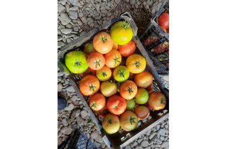 فروش گوجه صادراتی - 1
