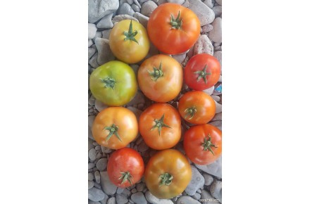 فروش گوجه صادراتی - 2