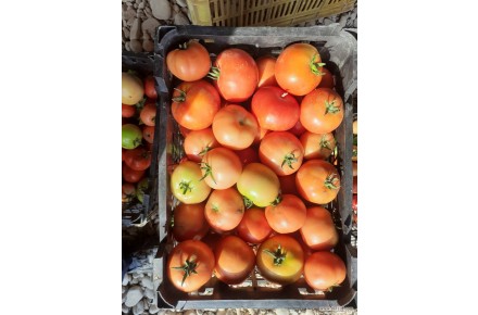 فروش گوجه صادراتی - 3