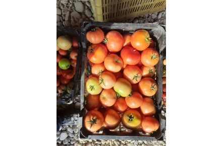 فروش عمدهوجه