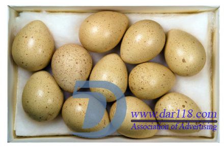 خرید تخم نطفه دار کبک و بلدرچین - تصویر شماره 2