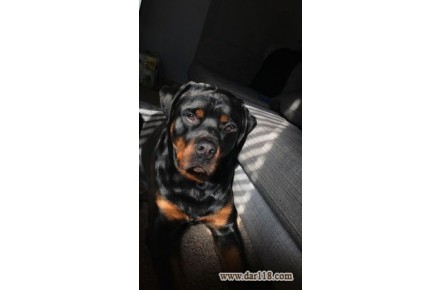 سگ rottweiler سگ گارد و بادیگارد ( روتوایلر ) - 1
