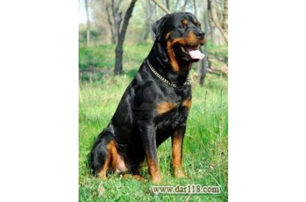 سگ rottweiler سگ گارد و بادیگارد ( روتوایلر ) - 2