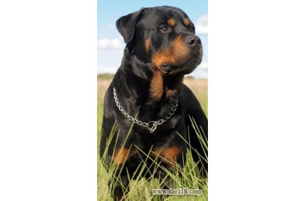 سگ rottweiler سگ گارد و بادیگارد ( روتوایلر ) - 3