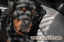 سگ rottweiler سگ گارد و بادیگارد ( روتوایلر )