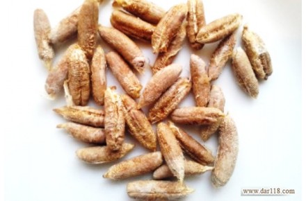 فروش هسته خرما