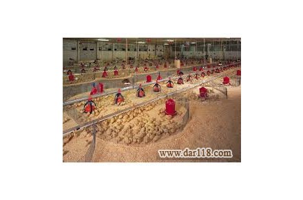 مشاور پرورش بوقلمون گوشتی - 2