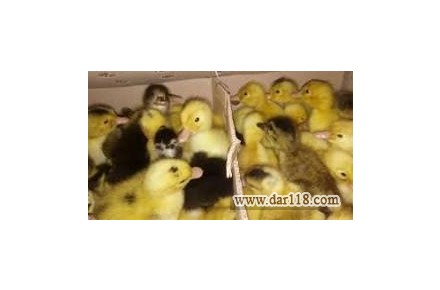 فروش اردک یکروزه و15روزه ورامین(فروش جوجه رنگی یکروزه بومی) - 1