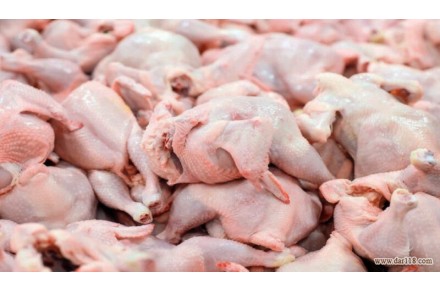 اولین تولیدکننده مرغ بدون آنتی بیوتیک کشور - رضوان - 1