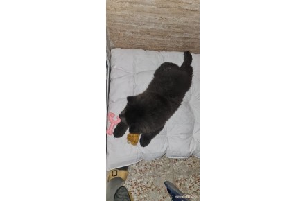 چاوچاو ماده  - 1