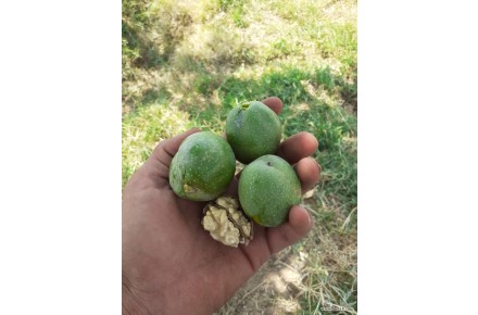 گردوی تر درجه یک - 1