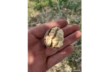 گردوی تر درجه یک - 2