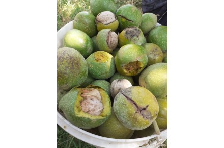 گردوی تر درجه یک - 3