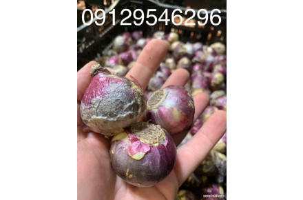 خرید اینترنتی انواع پیاز گل با قیمت مناسب و کیفیت عالی