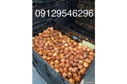 خرید اینترنتی انواع پیاز گل با قیمت مناسب و کیفیت عالی - 2