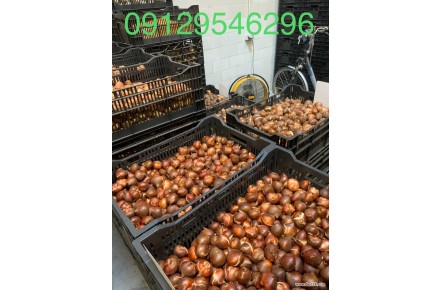 خرید اینترنتی انواع پیاز گل با قیمت مناسب و کیفیت عالی - 3