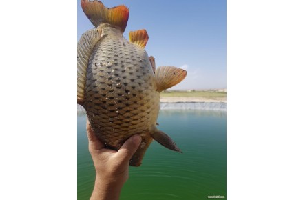 شرکت عایق بسپار اریا فروش و نمایندگی ورقهای ژئوممبران و ژئوتکستایل(ایرانی و خارجی)   - 3