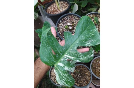 پنجه شیری ابلق