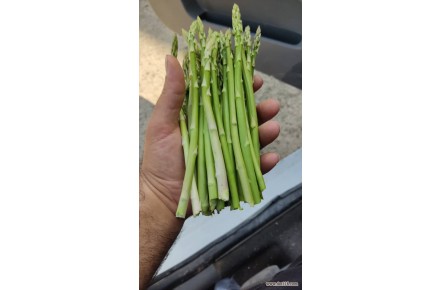 فروش روزانه مارچوبه خام - 2