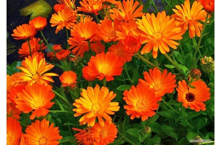 فروش نشاء و بذر گیاهان دارویی و سبزیجات - 2