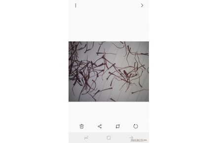 فروش زعفران - 1
