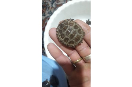 فروش لاک پشت مینیاطوری و متوست ومهمولی فقط 35هزار - 5