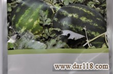 فروش بذر هندوانه کاریستال سینجینتا 