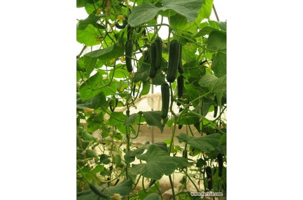 فروش بذر خیار سلطان  - 2