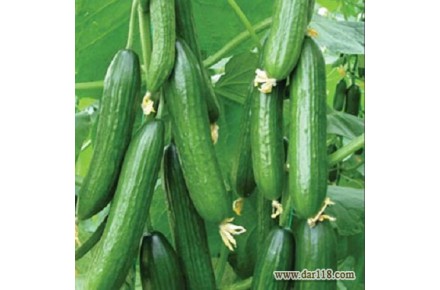 فروش بذر خیار سلطان  - 3